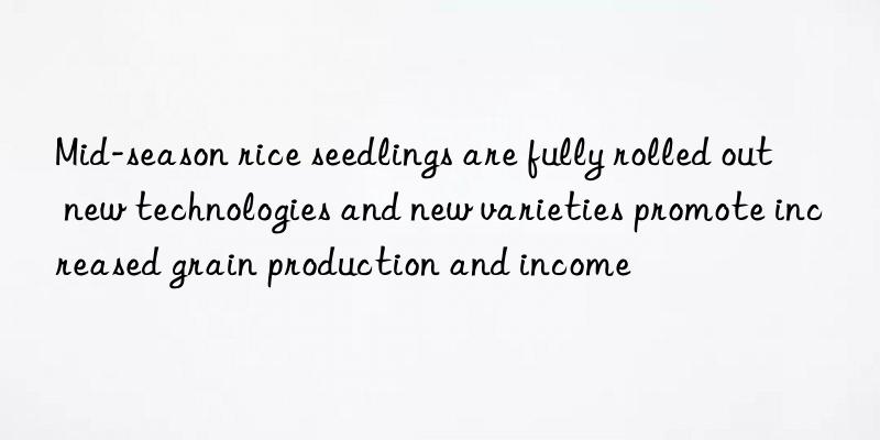 Mid-season rice seedlings are fully rolled out  new technologies and new varieties promote increased grain production and income