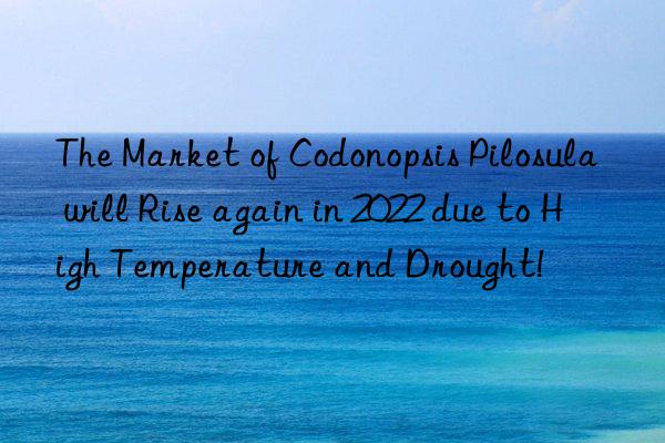 The Market of Codonopsis Pilosula will Rise again in 2022 due to High Temperature and Drought!