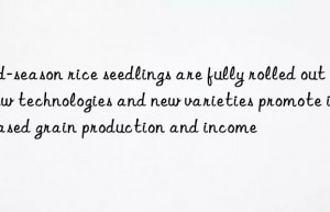 Mid-season rice seedlings are fully rolled out  new technologies and new varieties promote increased grain production and income