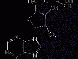 Adenosine-5'-monophosphate structural formula